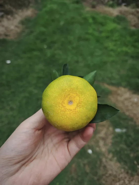 云南现摘青皮小橘子应季水果酸甜多汁（偏远地区如新疆不包邮）