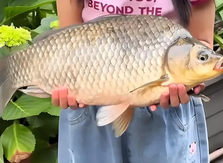 湘云鲫鱼苗 工程鲫 黄金鲫快大包邮包活次日发货活体养殖难度低