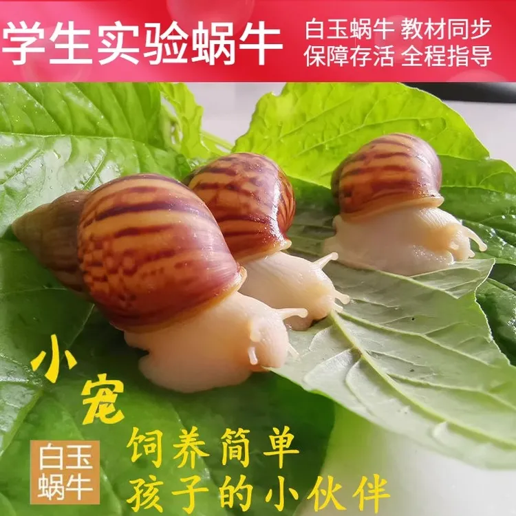 宠物白玉蜗牛活体学生科学实验观察大巨型美容观赏上课小蜗牛