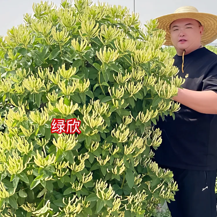5株鲁峪一号金银花三年袋苗