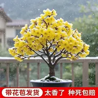 【带花苞】腊梅梅花盆栽地栽老桩浓香型耐寒植物冬天开花庭院花卉