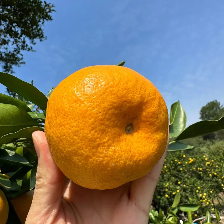正宗石门酸甜薄皮蜜橘新鲜孕妇水果无核省心实用皮薄多汁产地直发