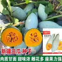 贵族南瓜种子新疆金丝栗瓜板栗贝贝南瓜种籽丑瓜春季四季粉糯特甜