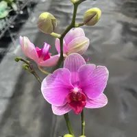 鲜花《10504》蝴蝶兰云南源头基地直发