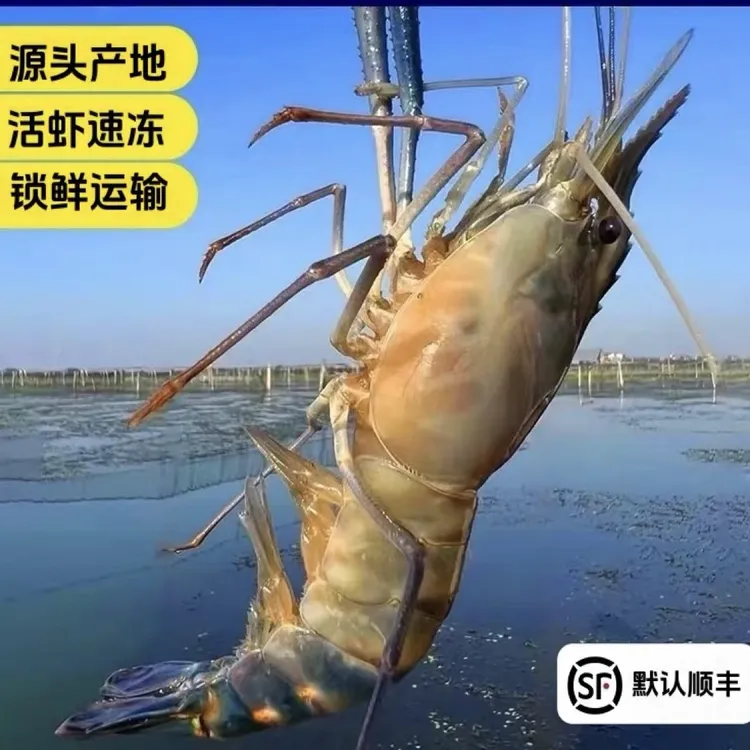 高邮湖高品质硬壳大虾罗氏沼虾金钱虾冰鲜顺丰发货