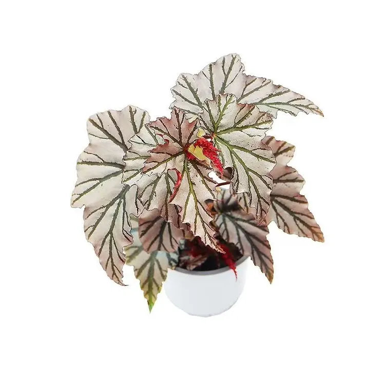 海威秋海棠室内观赏植物耐阴好养易活绿植盆栽书房客厅造景花卉