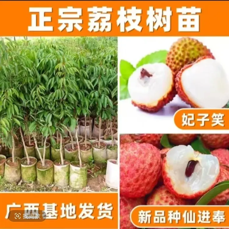 荔枝树苗嫁接原土带叶桂味冰荔正宗无籽妃子笑仙进奉果树