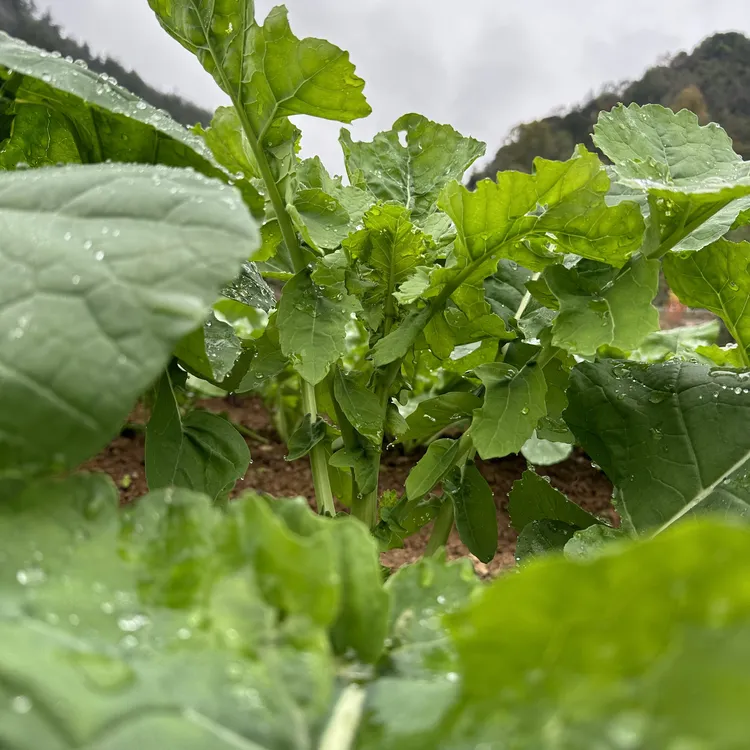 湖北恩施高山油菜苔露天种植应季农产品现摘现发农家菜园里的蔬菜