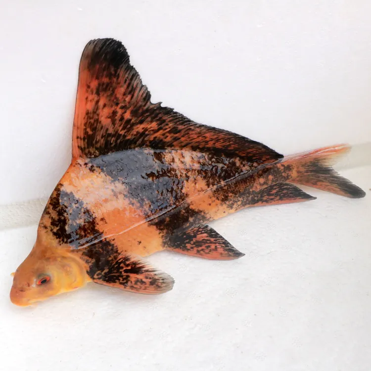 一帆风顺苗淡水冷水可食用可观赏鱼活体好养耐活鱼塘水库花鲢食性