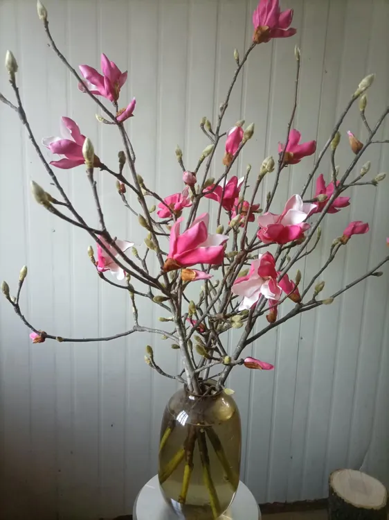 水培玉兰花鲜切枝带花苞室内外好养耐寒开花绿植花卉