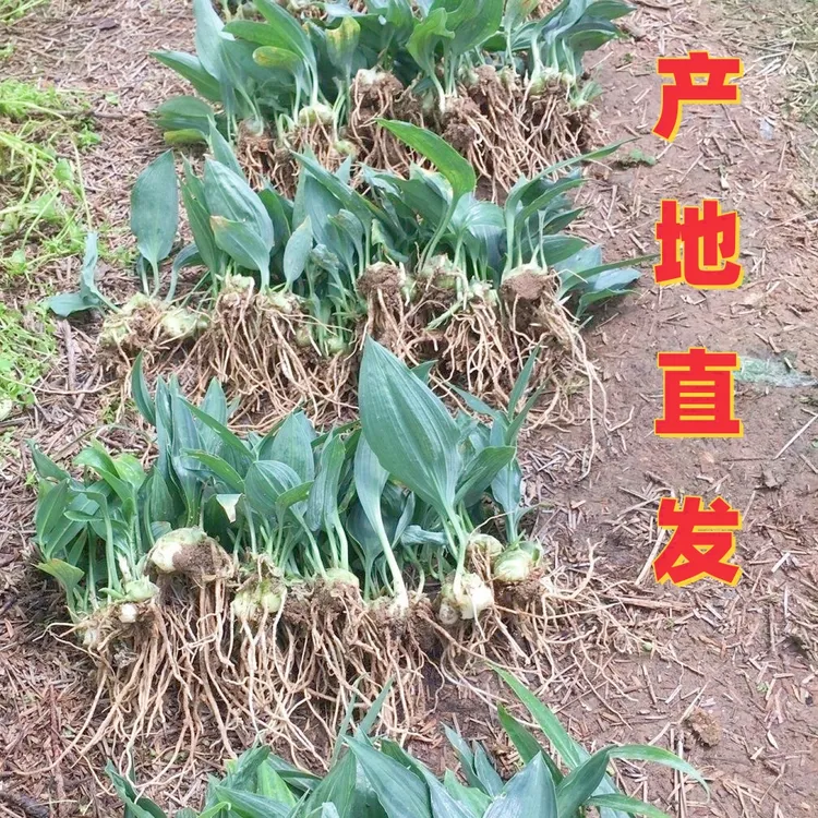 云南滇黄精小苗盆栽绿植产地现挖现发四季不倒高产量正品保证