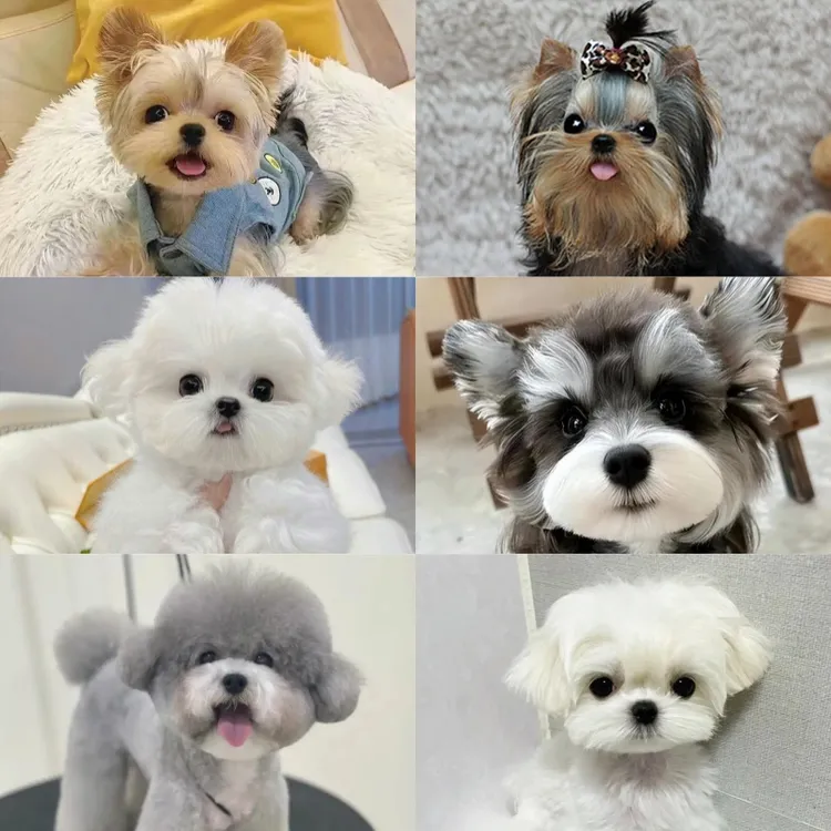 【仅限直播间可用】优先看狗狗意向金