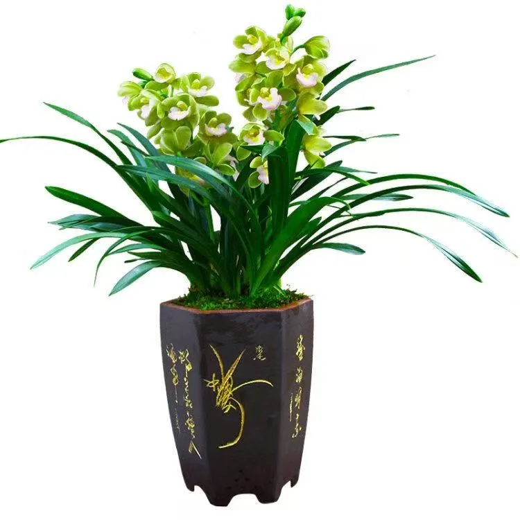 四季常开香水香兰 2-3支花 绿粉色大花室内阳台好养新手绿植盆栽