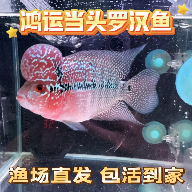 精品罗汉鱼 无开箱视频无售后 爽快交易介意勿拍
