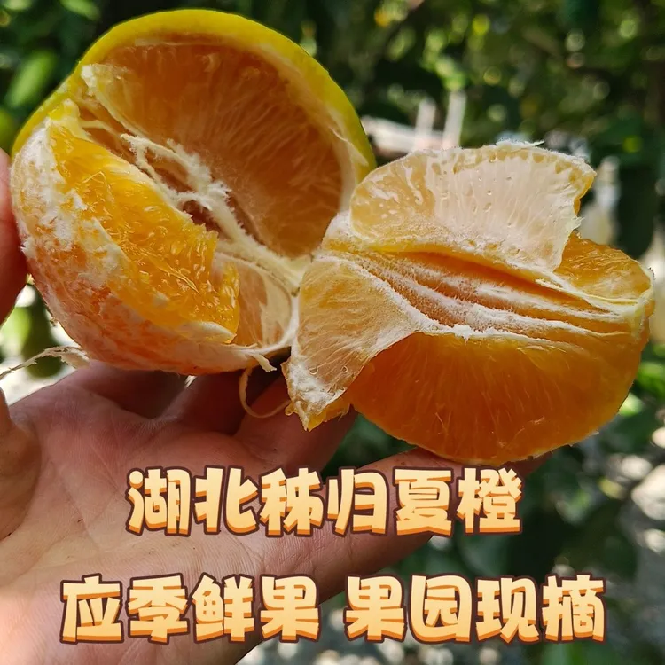 秭归泄滩夏橙皮薄汁多酸甜可口