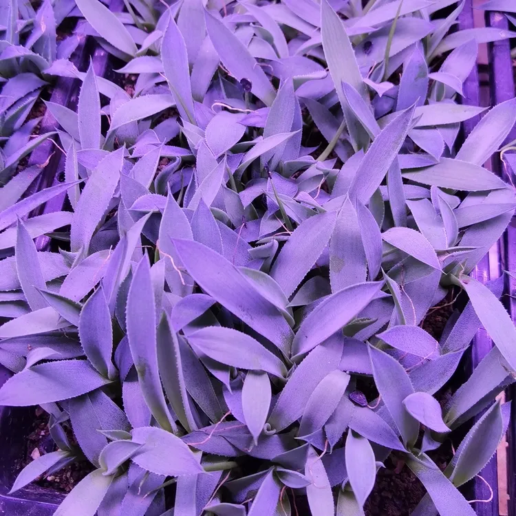 虚空藏高级灰韦克菲尔德龙舌兰植物盆栽