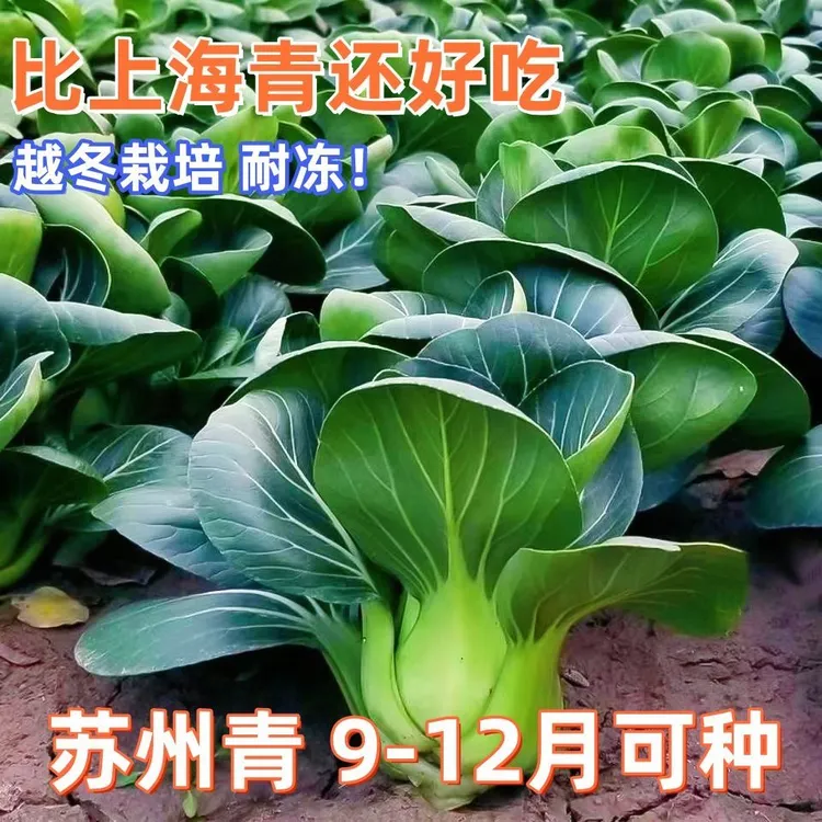 矮脚黑叶苏州青种子耐寒青菜种子上海青小油菜秋季抗寒蔬菜种子