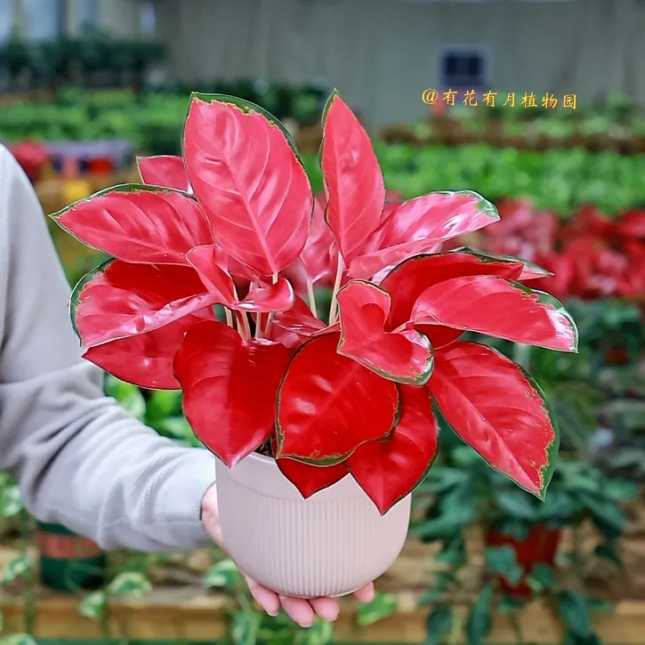 精品中国红富贵红吉利红如意红叶绿植盆栽室内水培植物四季好养