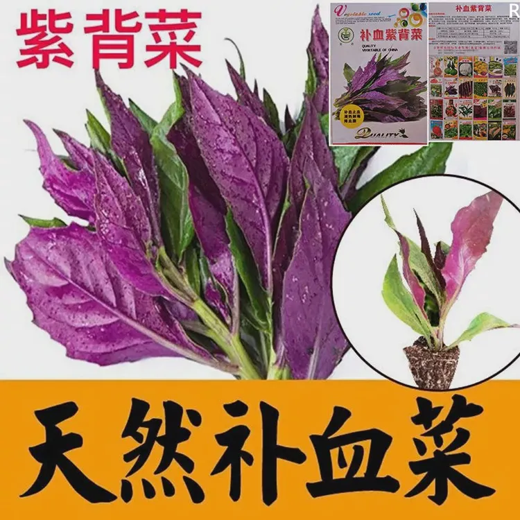 天然紫背菜种子天葵血皮菜红凤菜四川特色营养观音菜蔬菜种籽