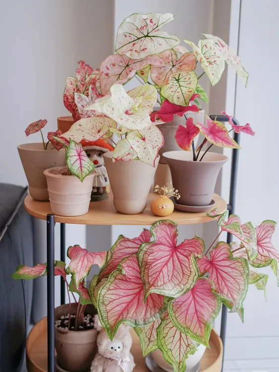 彩叶芋红酒飞溅幻想曲芭蕾舞鞋客厅观叶粉色飞溅室内观叶热植