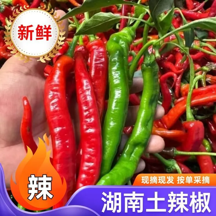 湖南本地新鲜薄皮青红辣椒特辣农家自种现摘现发香辣可口包邮