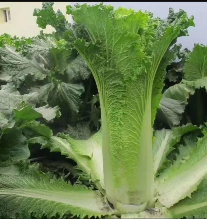 贵州高山农家露天自然生长青口白青麻叶大白菜新鲜蔬菜