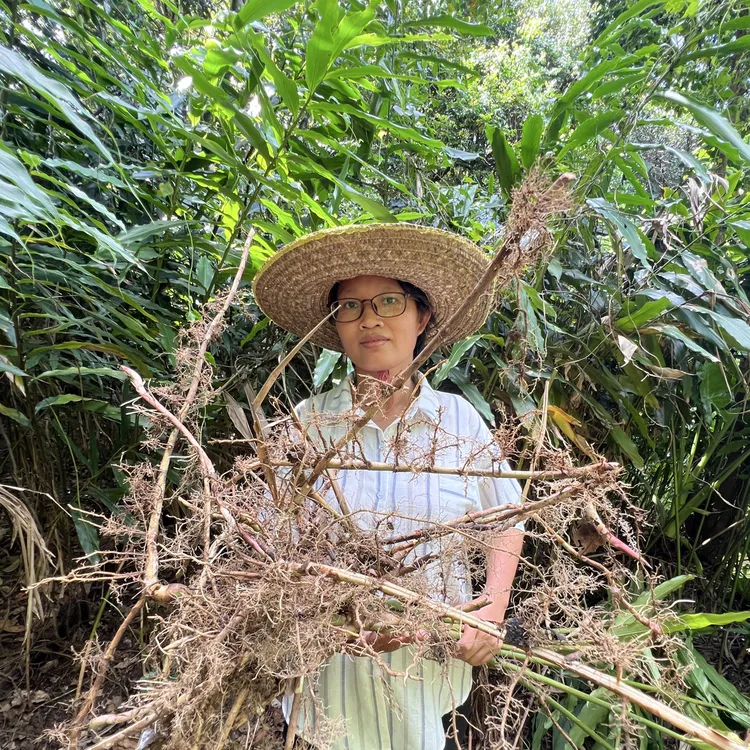 广东阳春新鲜春砂仁根现摘现发煲鸡汤优选正宗春砂根