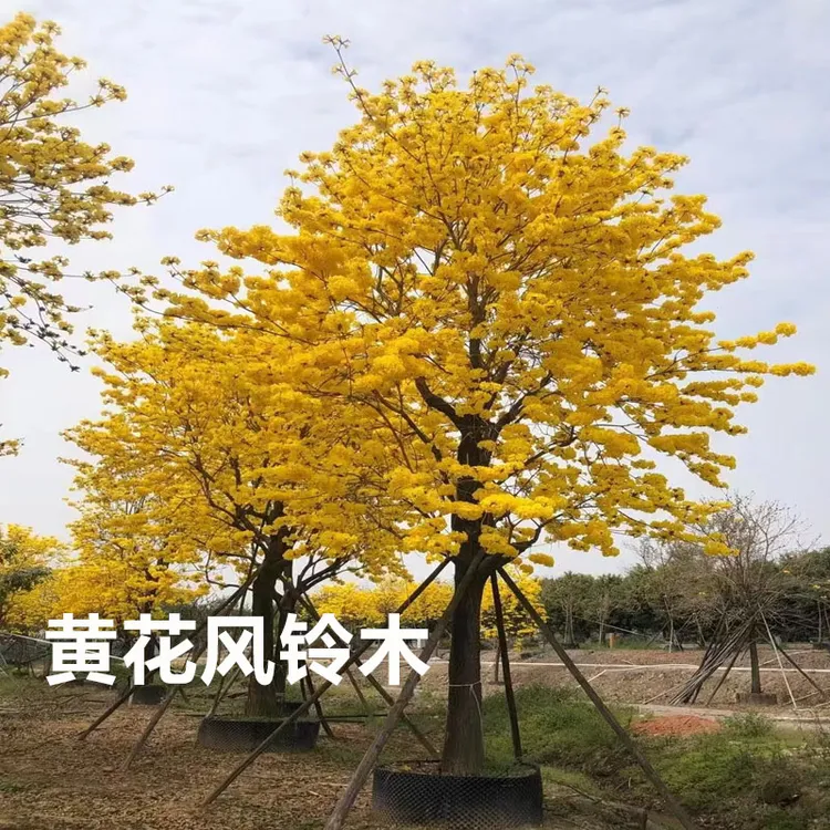 进口多花黄花风铃木树苗别墅庭院绿化四季种植绣球花树耐寒风景树