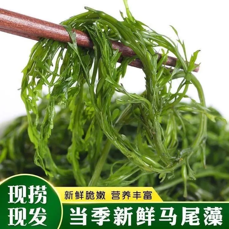 鞭炮笋长寿菜海草藻菜火锅凉拌食材鞭鞭泡笋盐渍马尾藻羊栖菜商用