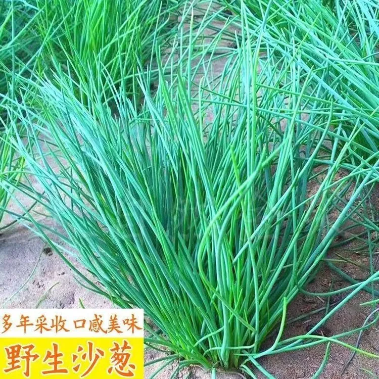 野生沙葱种子沙葱胡聪耐寒耐旱盆栽庭院四季播种蔬菜种子