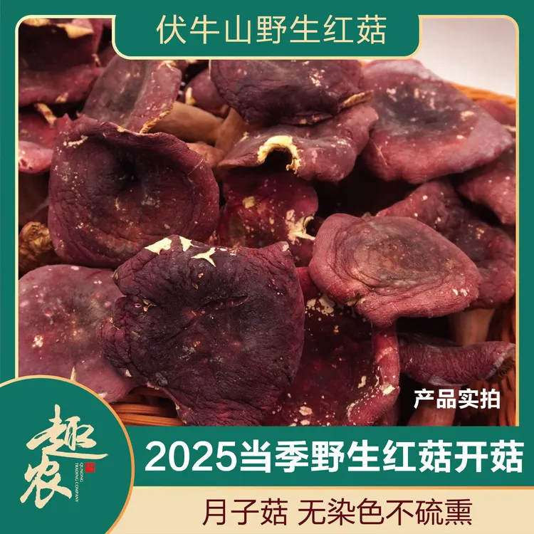 【河南精品开菇】2025当季野生红菇伏牛山营养月子菇不染色菌红素
