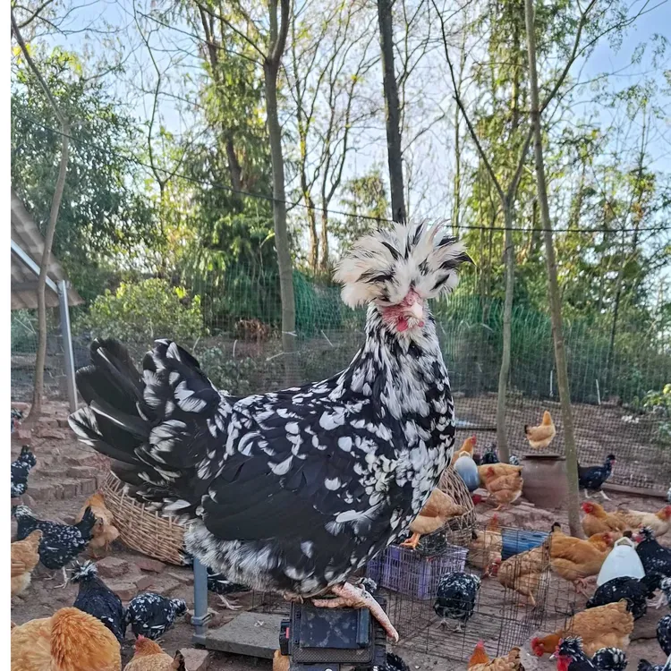 贵妃鸡 观赏鸡 宠物鸡