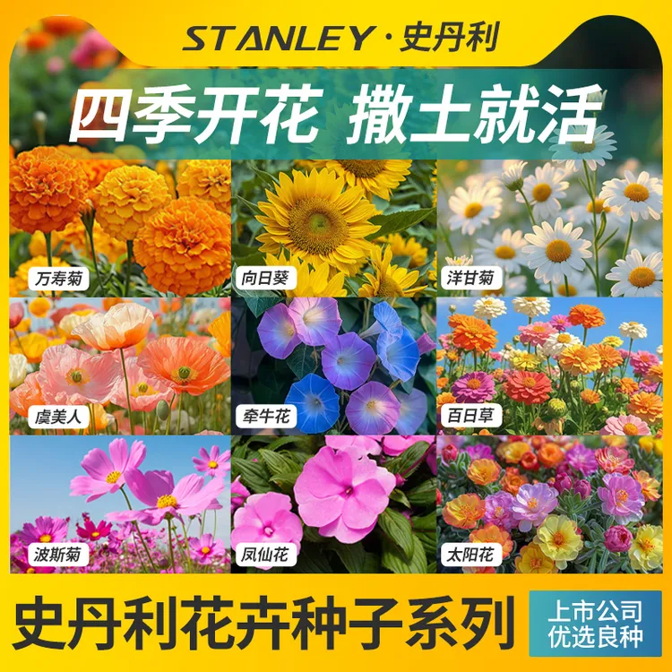 史丹利花种子四季大全向日葵洋甘菊太阳花虞美人阳台花卉野花种子