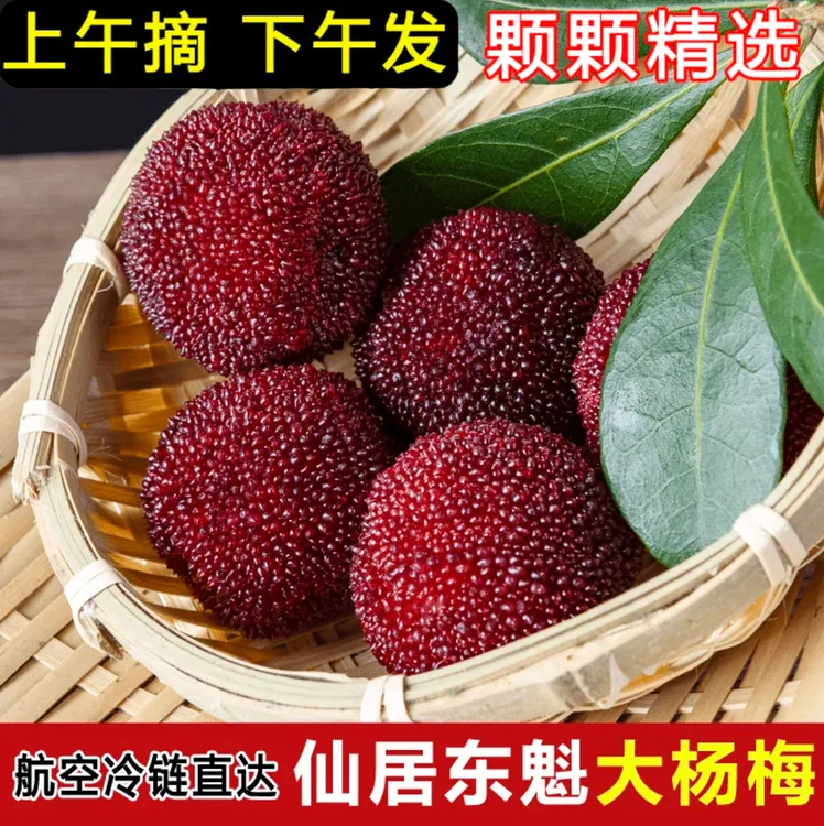 【正宗仙居】东魁杨梅新鲜现摘现发当季特大果水果礼盒自家果园