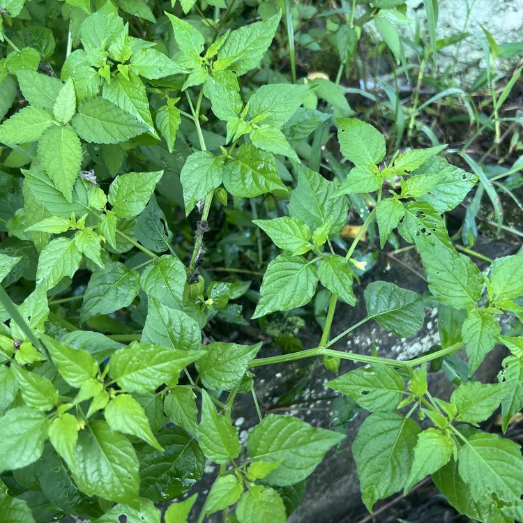 灯笼草 新鲜天然 中草药 打卜草 天 泡子姑娘草 盆栽花卉植物