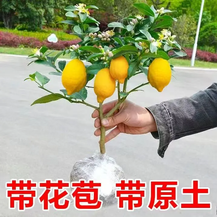 香水柠檬树苗盆栽带果室内室外结果无籽四季柠檬苗食用柠檬树果苗