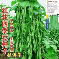 【满五包包邮】高产早熟有架四季豆种子爬藤四季播芸豆豆角种子