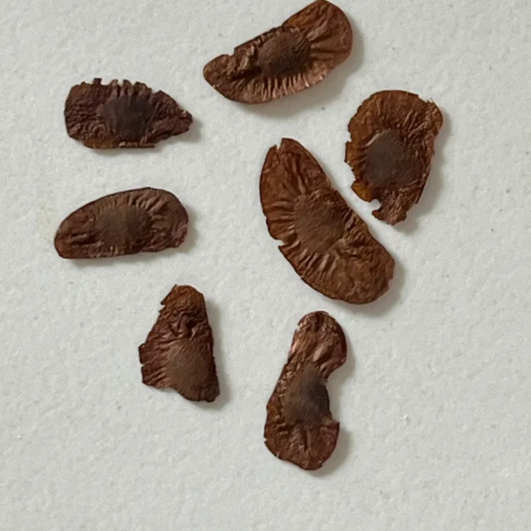 墨西哥龟甲龙 夏型种 Dioscorea macrostachya 5粒 包邮