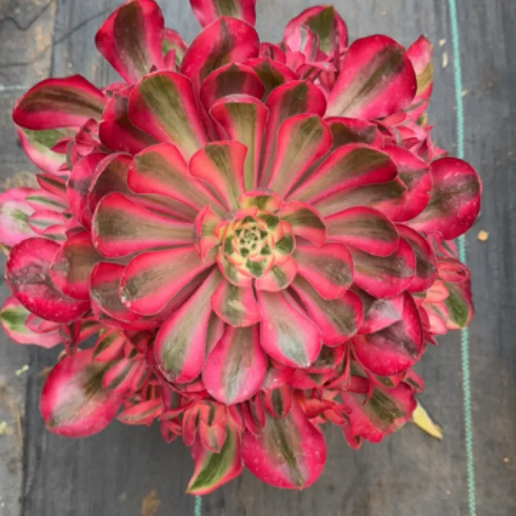 爱丽丝官服30厘米高度30厘米