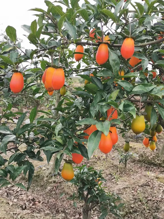 [发货概不退换]金弹子盆景盆景