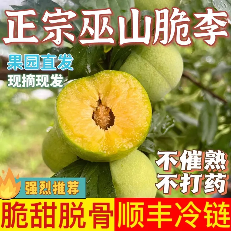 【空运顺丰】正宗重庆巫山脆李新鲜采摘清脆甜脱骨当季水果非蜂糖李