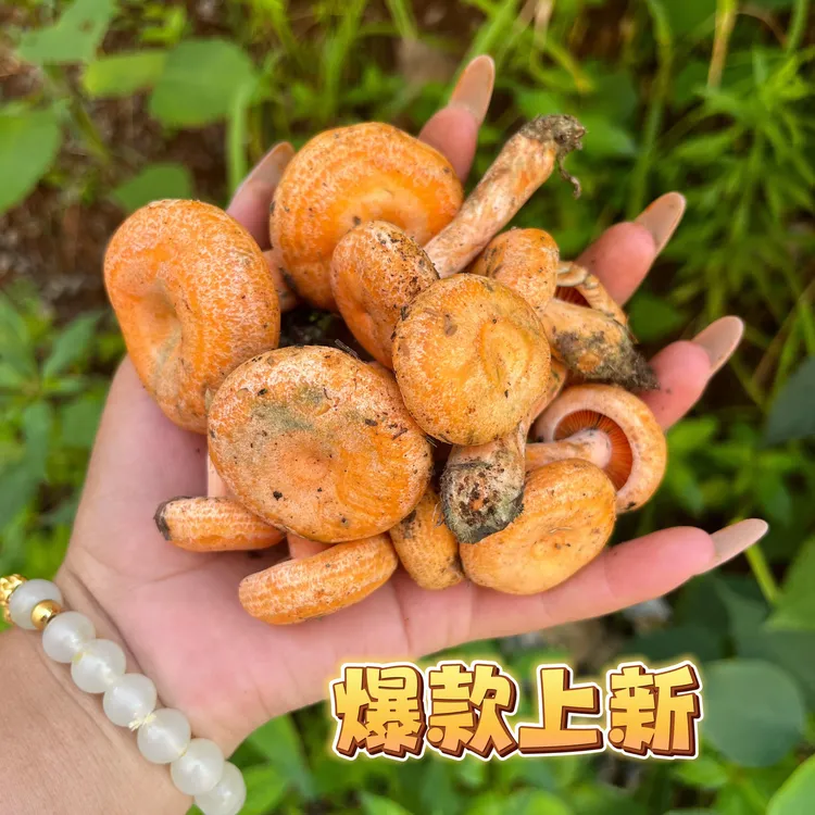 三九菇新鲜蘑菇松树菌野生菌黄枞菌现采谷熟菌菇子松乳菌菇寒丛菌