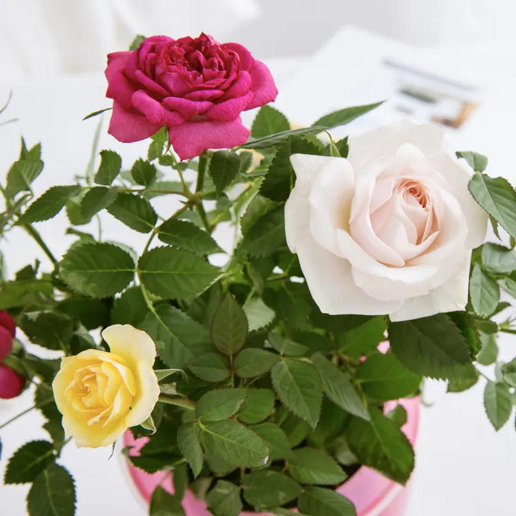 【迷你玫瑰盆栽】带花苞发货庭院阳台可养