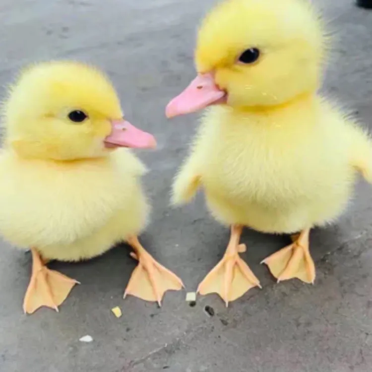 【混血柯尔小黄鸭】包邮到家