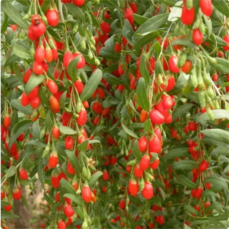 枸杞苗红枸杞树苗宁夏宁杞9号大果枸杞树当年结果红枸杞盆栽地栽