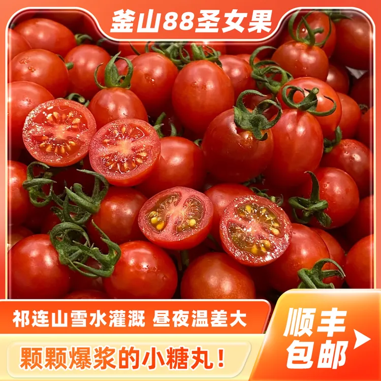 【方言武威专属】甘肃沙漠种植新鲜现摘自然熟爆汁釜山88小番茄