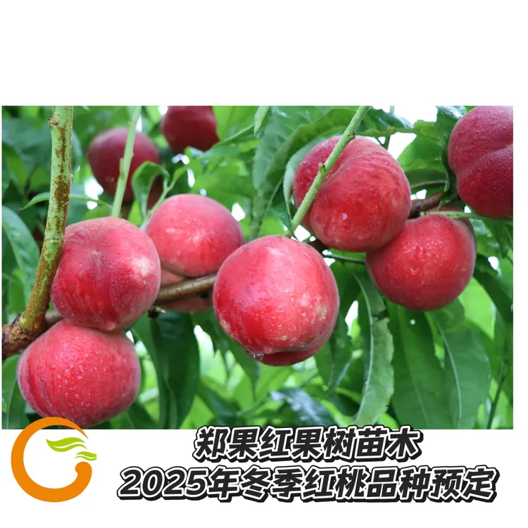 2025年冬季红桃果树苗种类 高糖酥脆 好管理 丰产稳产 一年成品苗