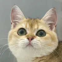 来了姊妹-金渐层英短猫-妹妹-71