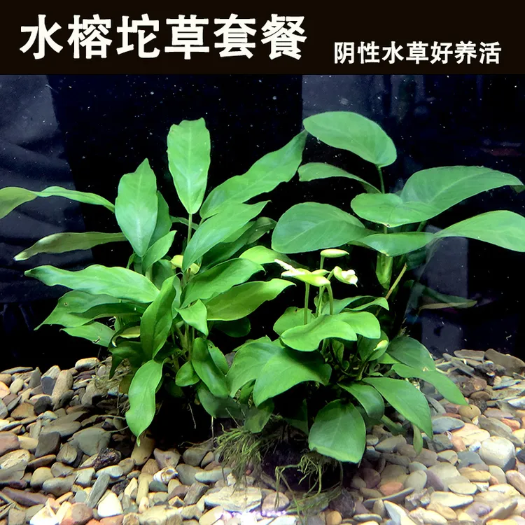 新手水草水榕坨草鱼缸水草造景淡水水族箱造景简单易养阴性水草