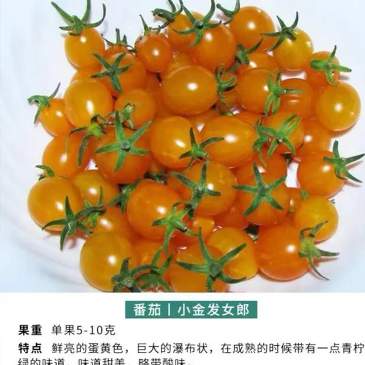 小金发女郎（德国女孩）种子5粒传统番茄可留种荒野拾遗录 满29包邮